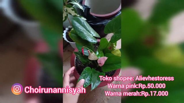 Shopee haul tanaman anthurium смотреть онлайн