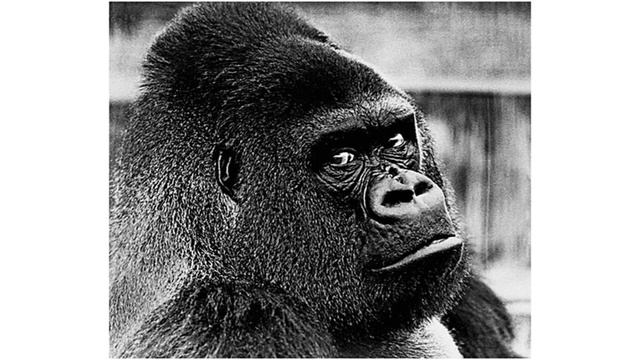 Артур Стил (Arthur Steel) — знаменитый фотограф