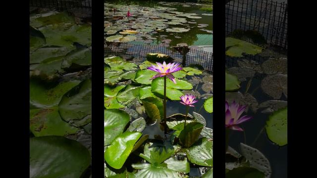 World of Phalaenopsis @jeannieVibes смотреть онлайн