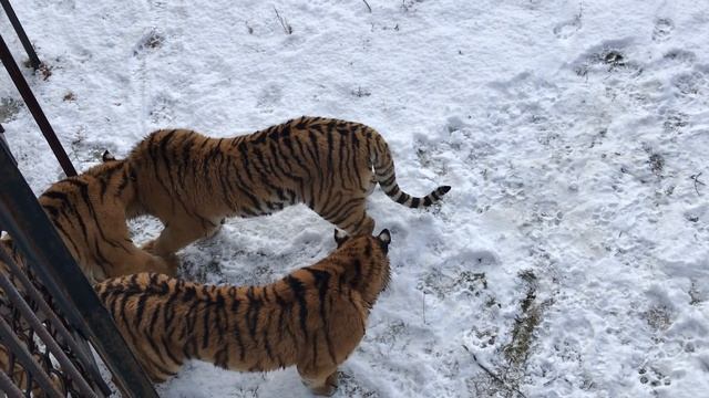 Тигры мельчают?