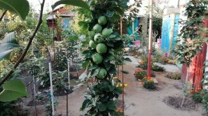 Колоновидная яблоня. Как формировать колоновидную яблоню как колонну. Обрезка колоновидных яблонь.