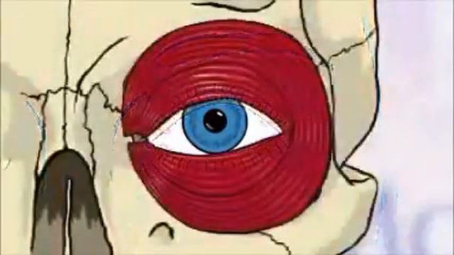 How Eye Bags Are Formed смотреть онлайн