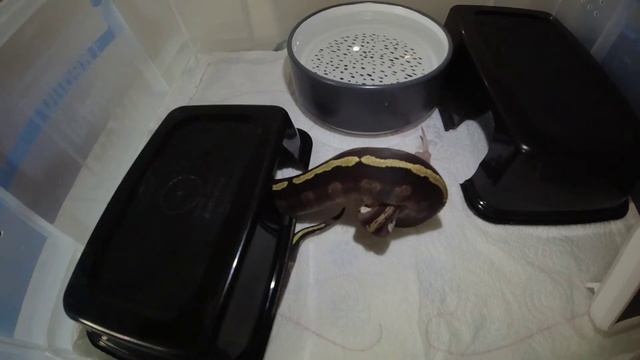 Ball-python Feeding in slow motion смотреть онлайн