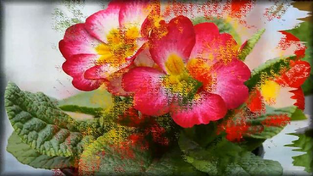 Flowers and Music-Primula-Примулы смотреть онлайн