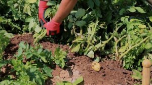 Новый сорт картофеля Марисоль. Рассказываем о характеристиках