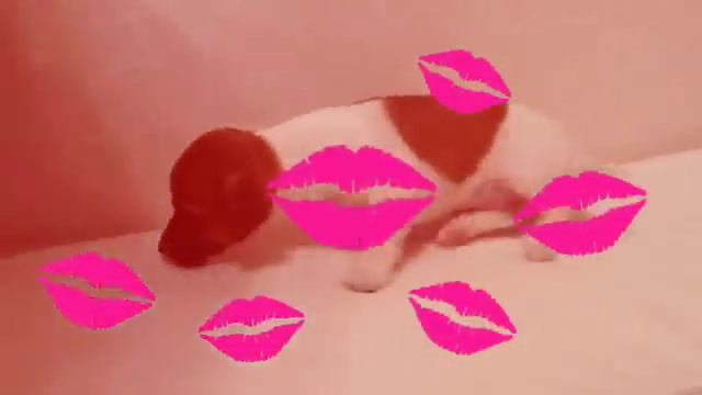 Моя мечта сбылась! Мне купили собаку! смотреть онлайн