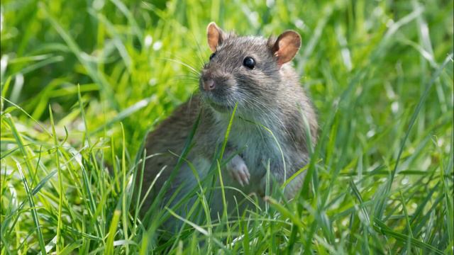 крыса издает странные звуки смотреть онлайн