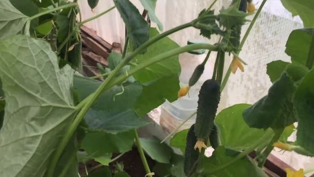 Изменение в теплице за 40 дней смотреть онлайн