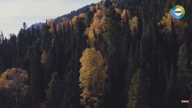 Прогулки по зимнему лесу (Сосна Сибирская) смотреть онлайн
