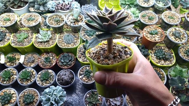 Укоренение хавортии в перлите!!! смотреть онлайн