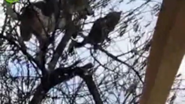 Эволюционировавший пёс смотреть онлайн