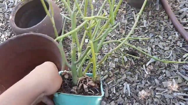 Arreglos de suculentas en macetas que rescate, para reglar. смотреть онлайн