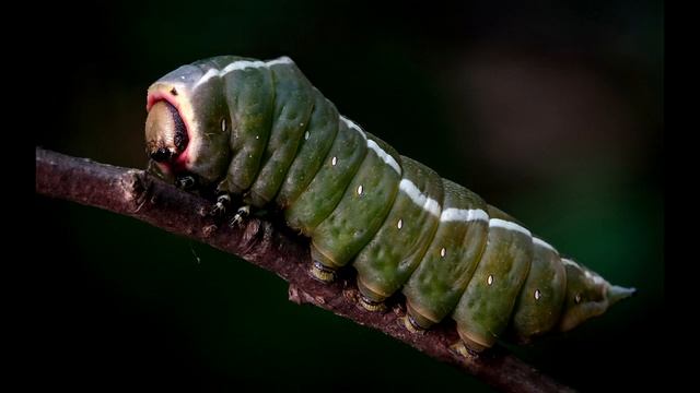 Макро фотографии гусениц смотреть онлайн