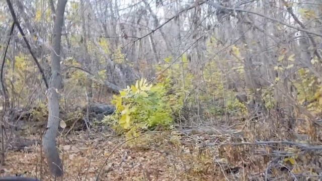 Прогулка в лесу. В поисках грибов. Астраханская область. смотреть онлайн