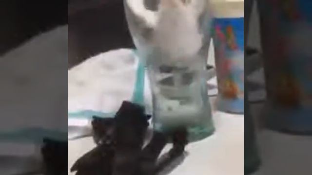 Попугайчик упал в стакан! Бедный малыш! смотреть онлайн