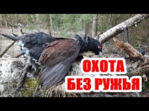 ТАКОЙ ТЯГИ ВЫ ТОЧНО НЕ ВИДЕЛИ ! + ГЛУХАРИНЫЙ ТОК