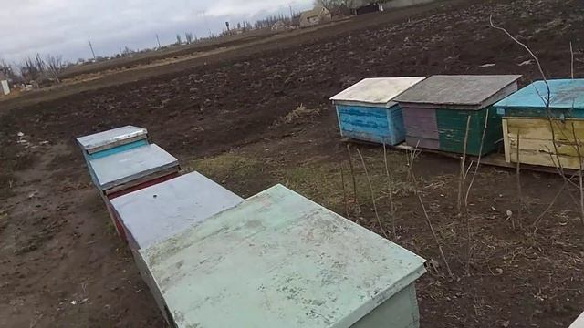 Холодная зимовка пчел !!! 1.02.2020 смотреть онлайн