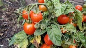 Балконные томаты - Балконное чудо, Жемчужина желтая, Пуговка