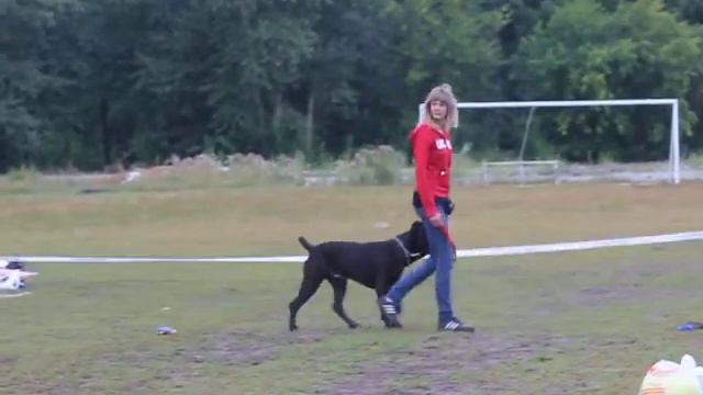 Березники, соревнования по ОКД у молодых собак. 11.08.13 г. Кане корсо, 2 место смотреть онлайн