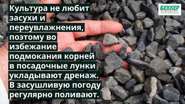 Секреты выращивания клубничной малины (малино-клубники) смотреть онлайн