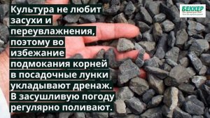 Секреты выращивания клубничной малины (малино-клубники)