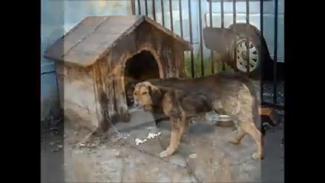 Волк отомстил ,но без крови смотреть онлайн