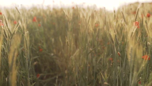 В Моём мире другой человек Сам творит реальность или Я выбираю события с ним? Влияние на здоровье смотреть онлайн