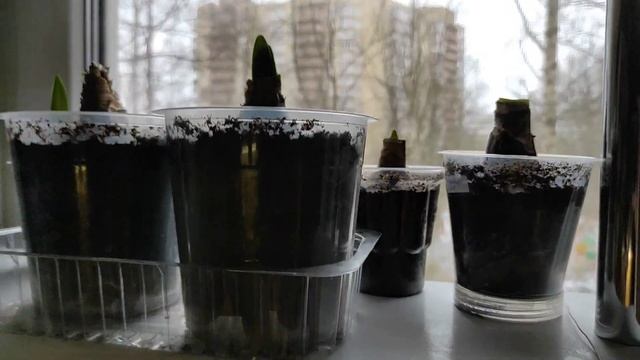 26.03.21.ДЕКАБРИСТЫ цветут в марте? смотреть онлайн