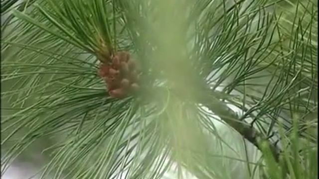 В Гомельской области вырастили сибирские кедры. смотреть онлайн