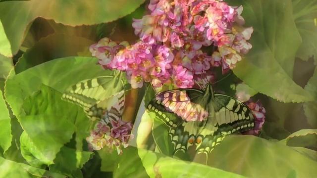 Бабочка Махаон. Красивое видео. Butterfly Mahaon. Beautiful video. смотреть онлайн