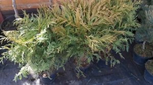 Туя западная Литтл Чемпион (Little champion)