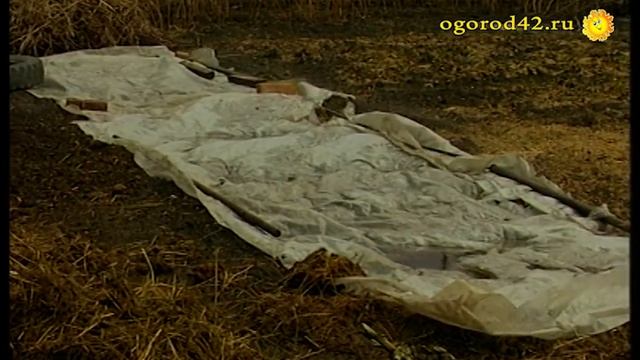 Выращивание раннего картофеля. смотреть онлайн