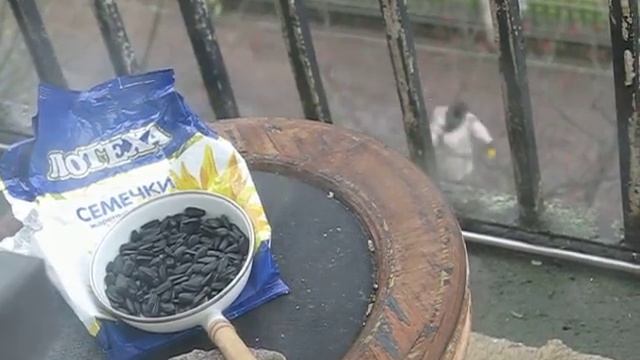 Синицы, гаички смотреть онлайн