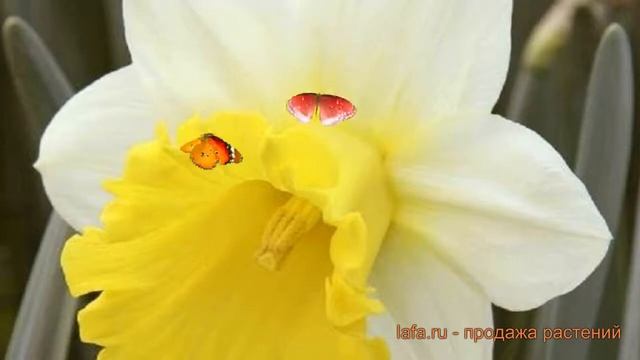 Нарцисс трубчатая Гоблет (narcissus nartsiss) ? Гоблет обзор: как сажать, луковицы нарциссы Гоблет смотреть онлайн