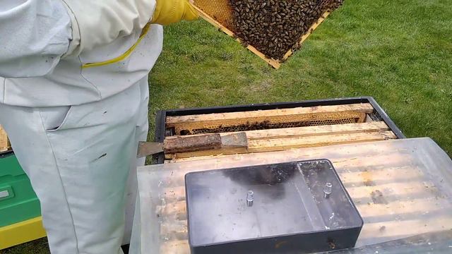 Дачное пчеловодство в Ленинградской области смотреть онлайн