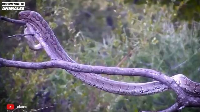 ¡aterrador! La Pitón Trago Al Dragón De Komodo Porque Se Atrevió A Robar Los Huevos De La Pitón смотреть онлайн