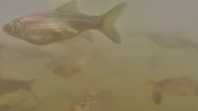 Кормление рыбы в пруду – Результат за 4 месяца - Кормление карпа, белого амура и толстолоба - Пруд. смотреть онлайн