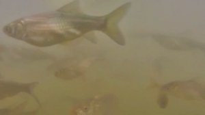 Кормление рыбы в пруду – Результат за 4 месяца - Кормление карпа, белого амура и толстолоба - Пруд.