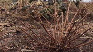 ✂️Когда и как обрезать спирею?  Пример обрезки японской спиреи Goldflame✂️