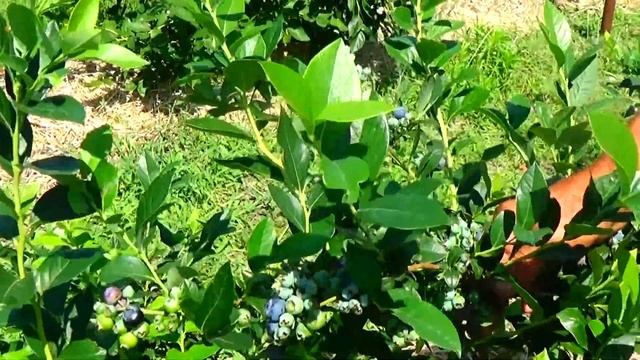 Очень хорошие сорта голубики, которые мы выращиваем на Донбассе! смотреть онлайн