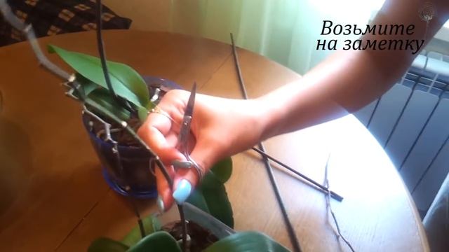 Обрезаем цветонос орхидеи, чтобы пустила новый смотреть онлайн