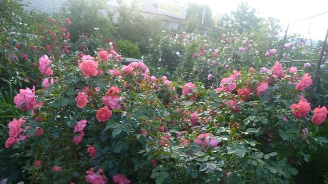 Мой сад из роз. смотреть онлайн