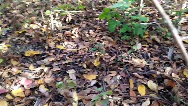 Как заработать денег на орехах часть 1 смотреть онлайн