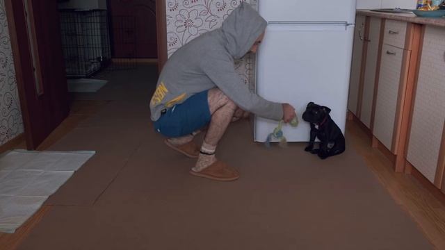 Воспитание щенка. Часть I смотреть онлайн