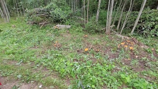 Husqvarna 545m2 555 Fx и снова кусты :)