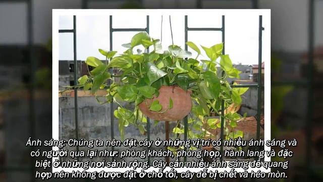 Cây vạn thanh niên và cách chăm sóc смотреть онлайн