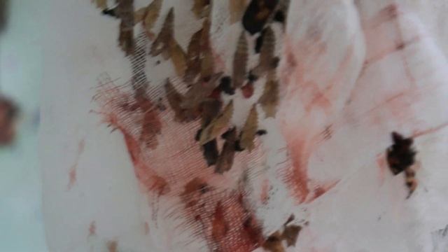 Метаморфоз крапивницы (Aglais urticae). Часть 12. Линька гусеницы смотреть онлайн