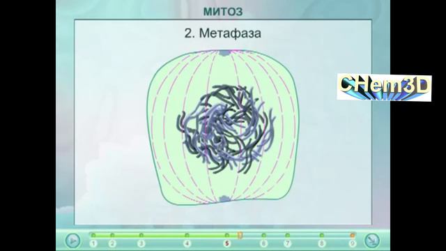 МИТОЗ. И ВСЕ ЧТО НУЖНО О НЕМ ЗНАТЬ))) смотреть онлайн