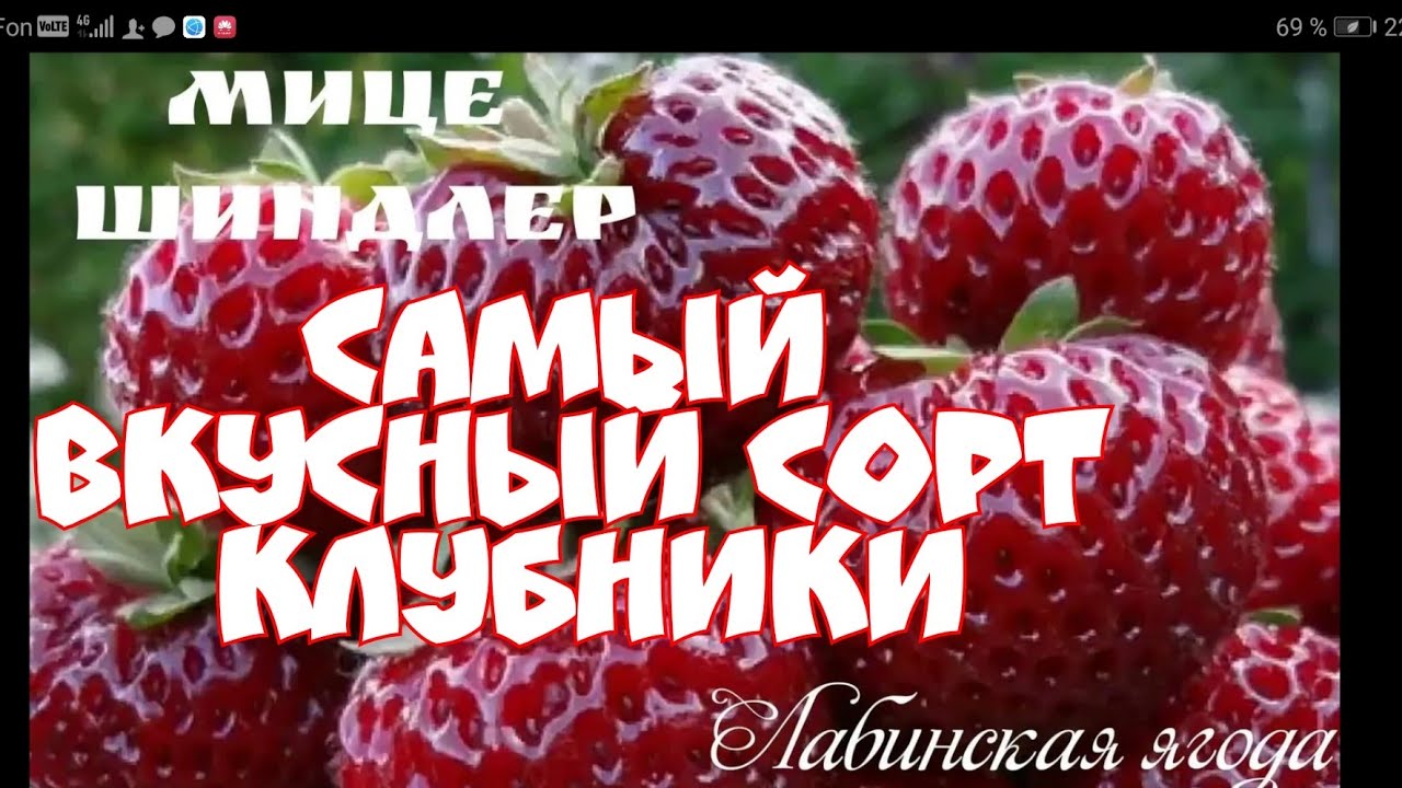 Клубника Мице шиндлер! смотреть онлайн