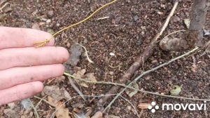 Петли на фазана.Проверка путика 05.11.2021.